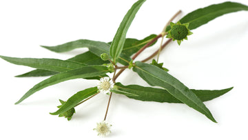 Bhringraj