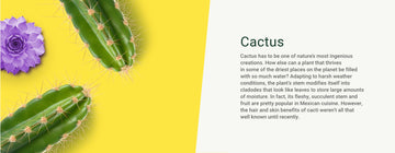 Cactus Extract